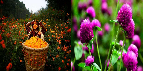 Kathmandu Metropolitan City Sets 32 Locations for Local Flower Sales During Tihar, Warns Against Foreign Imports